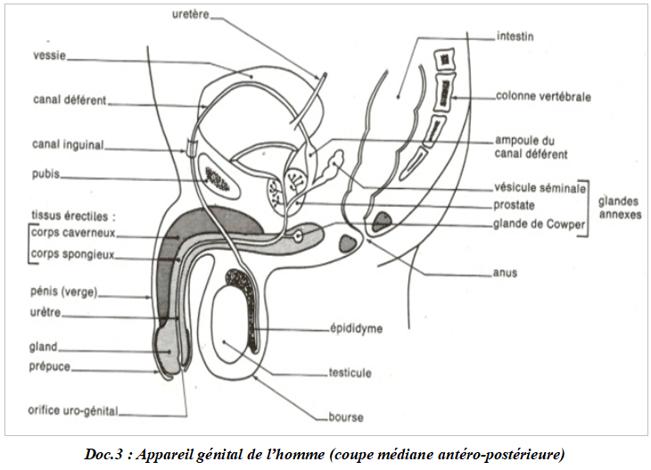 Troisième partie Reproduction Organes reproducteurs gamettes et